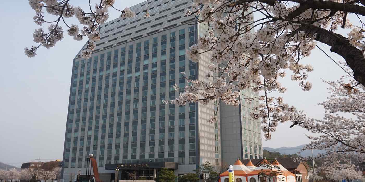 더위트 도고 벚꽃 전경